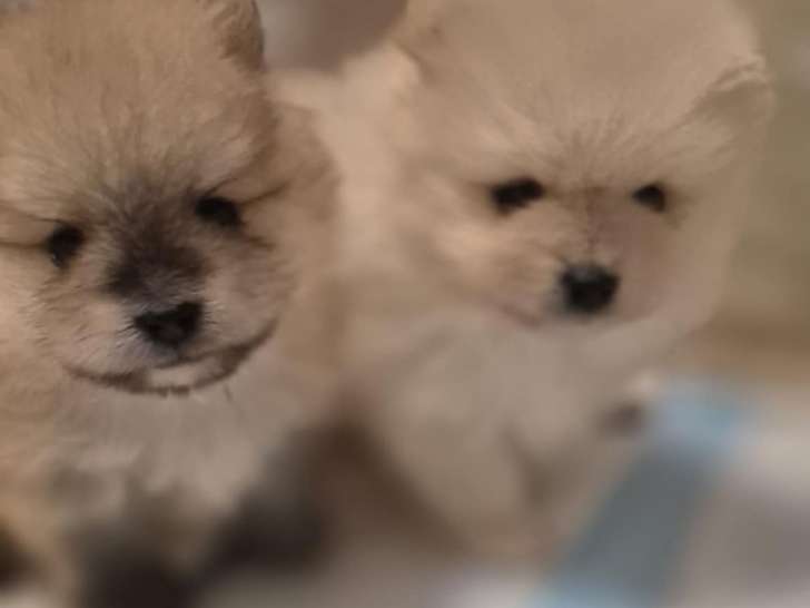Chiots de race Loulou de Poméranie à vendre (1 femelle & 1 mâle)