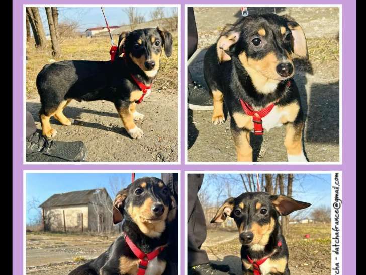 À adopter : chiot mâle noir et feu