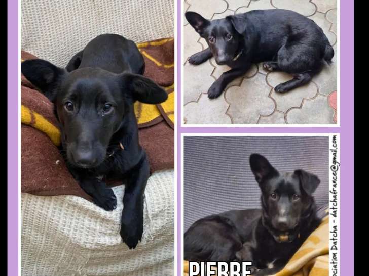 Disponible à l’adoption : chien âgé d’un an