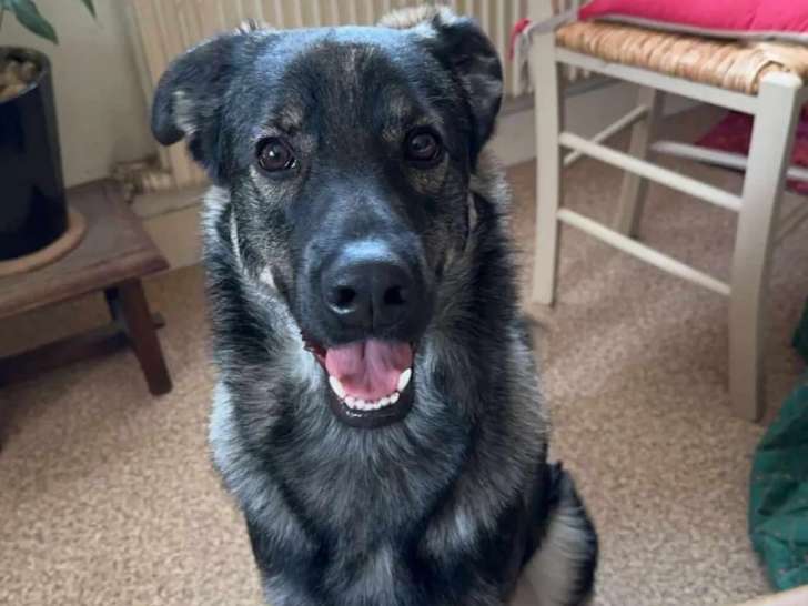 En attente d’adoption : chien noir et gris