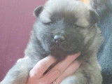 Chiots Eurasiers non LOF à vendre
