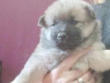 Chiots Eurasiers non LOF à vendre