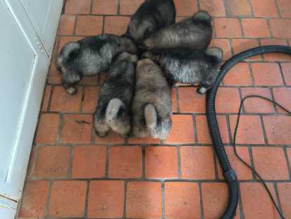 Adorables chiots Eurasier &agrave; vendre