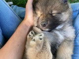 Adorables chiots Eurasier à vendre