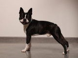 Mâle Boston Terrier disponible pour saillie