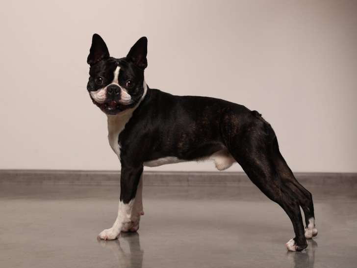 Mâle Boston Terrier disponible pour saillie