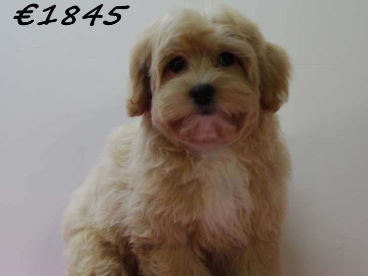 Adorables chiots Maltipoo à vendre