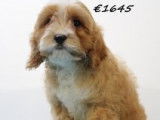 Très beaux chiots Cavapoo à vendre