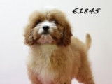 Très beaux chiots Cavapoo à vendre