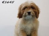 Très beaux chiots Cavapoo à vendre