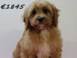 Très beaux chiots Cavapoo à vendre