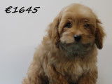Très beaux chiots Cavapoo à vendre