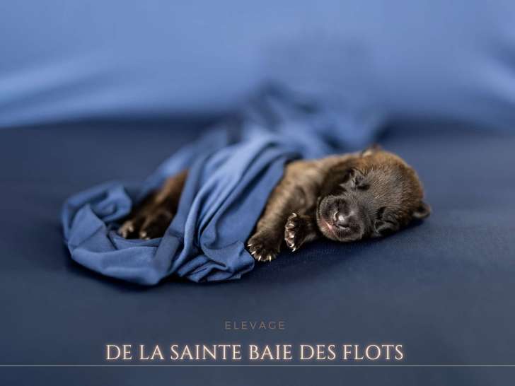 Chiots Malinois de lignée de beauté à vendre