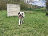 Adoption disponible : Chienne Courante de 3 ans