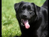 Chien Labrador noir à adopter