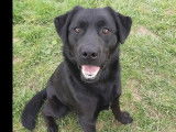 Chien Labrador noir à adopter