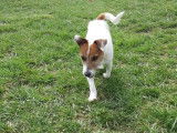 Chien Jack Russell fauve et blanc en attente d'adoption
