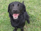 Chien Labrador d'un an prêt pour l’adoption