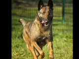 Chienne Berger Malinois de 6 ans en quête d'une famille