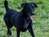 Adoption disponible : chien à la fourrure noire