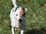 Chien Jack Russell adulte à la recherche d’un foyer