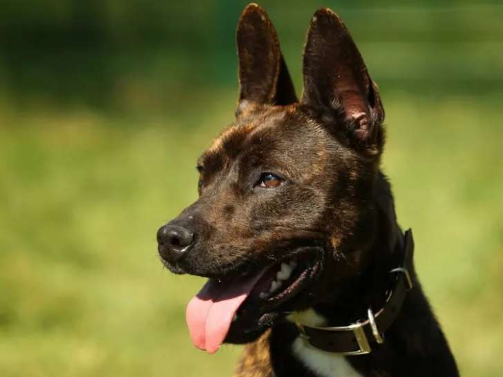 Disponible à l'adoption, chien d'un an