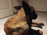 Mâle Berger Belge Malinois disponible pour saillie