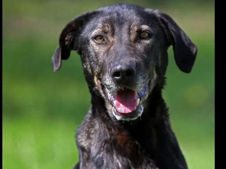 À accueillir, chienne âgée de 5 ans