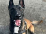 À la recherche d'une famille, chien Berger Malinois de 2 ans