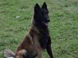 Chien Berger Belge Tervueren LOF à vendre