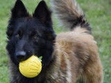 Chien Berger Belge Tervueren LOF à vendre