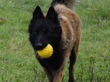 Chien Berger Belge Tervueren LOF à vendre