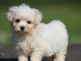 1 chiot femelle Bichon Maltais LOF à réserver