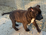 2 chiots Staffordshire Bull Terrier à vendre (LOF)