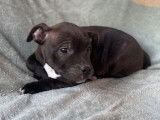 2 chiots Staffordshire Bull Terrier à vendre (LOF)