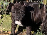 2 chiots Staffordshire Bull Terrier à vendre (LOF)