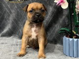 2 chiots Staffordshires Bull Terrier LOF disponibles à la vente