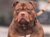 Mâle American Bully XL disponible pour saillie