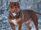 Mâle American Bully XL disponible pour saillie