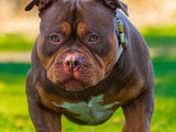 Mâle American Bully XL disponible pour saillie