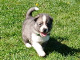 Chiots Husky de Sibérie agouti à vendre