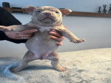 Chiots American Bully à vendre