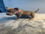 Chiots American Bully à vendre