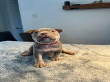 Chiots American Bully à vendre
