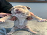Chiots American Bully à vendre