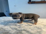 Chiots American Bully à vendre