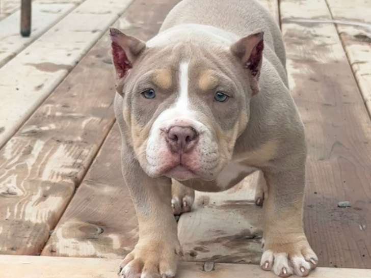 Chiots Americane bully cow boy line