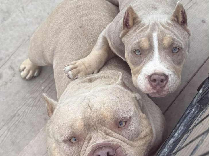 Chiots Americane bully cow boy line (vaccinés,vermifugés,oreilles couper,très tres colleuse et gentille 2500$)