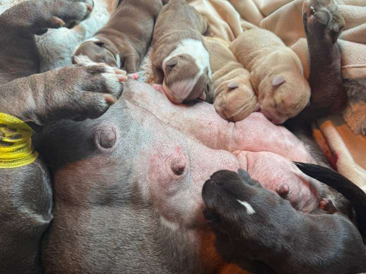 Chiots Americane bully pocket (Nouvelle portée 2 mâles 2 femelles) 4500$