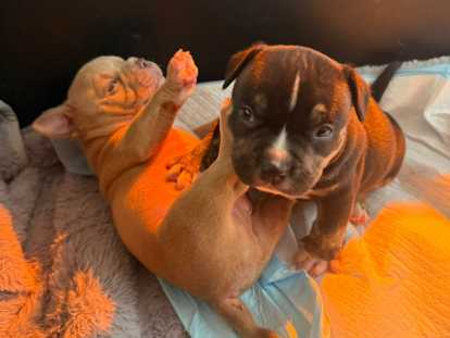 Chiots Americane bully pocket (Nouvelle portée 2 mâles 2 femelles) 4500$